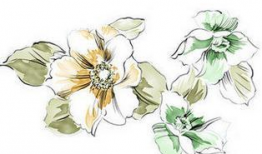 动漫 花,绽放于时光之河的青春传奇